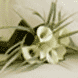 Photo de mariage/couple